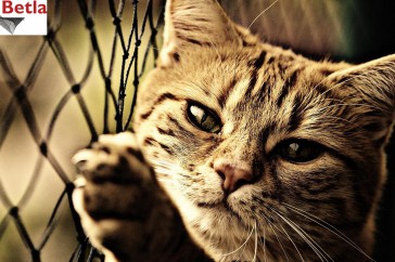 Siatki Trzebinia - Siatka ochronna na balkon, dla kota dla terenów Trzebini